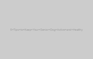 5 Tips to Keep Your Senior Dog Active and Healthy