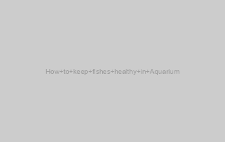 How to keep fishes healthy in Aquarium