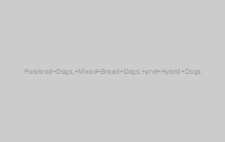 Purebred Dogs, Mixed Breed Dogs, and Hybrid Dogs