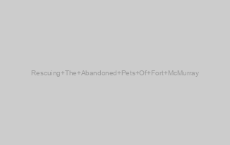 Rescuing The Abandoned Pets Of Fort McMurray