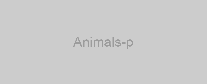 Animals-p